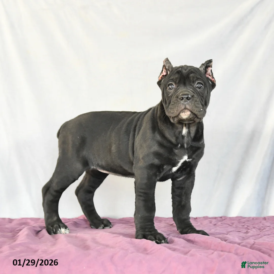Cane Corso dogs for sale: Macaron - Ad 4