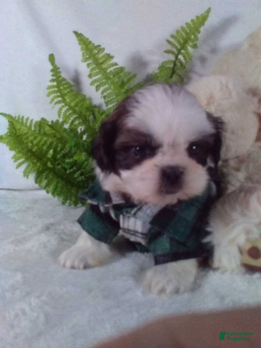 Shih Tzu dogs for sale: Baxter - Ad 5