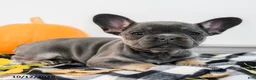 French Bulldog dogs for sale: Alexa - Ad 3