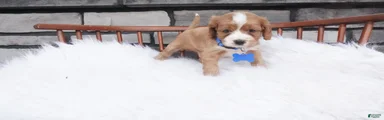 Ollie 
