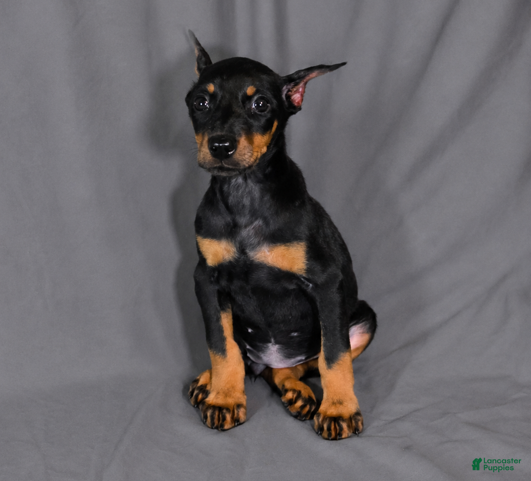Doberman Pinscher dogs Tempra - Ad 5