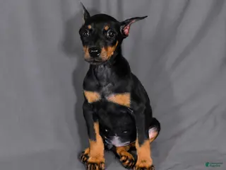 Doberman Pinscher dogs Tempra - Ad 5