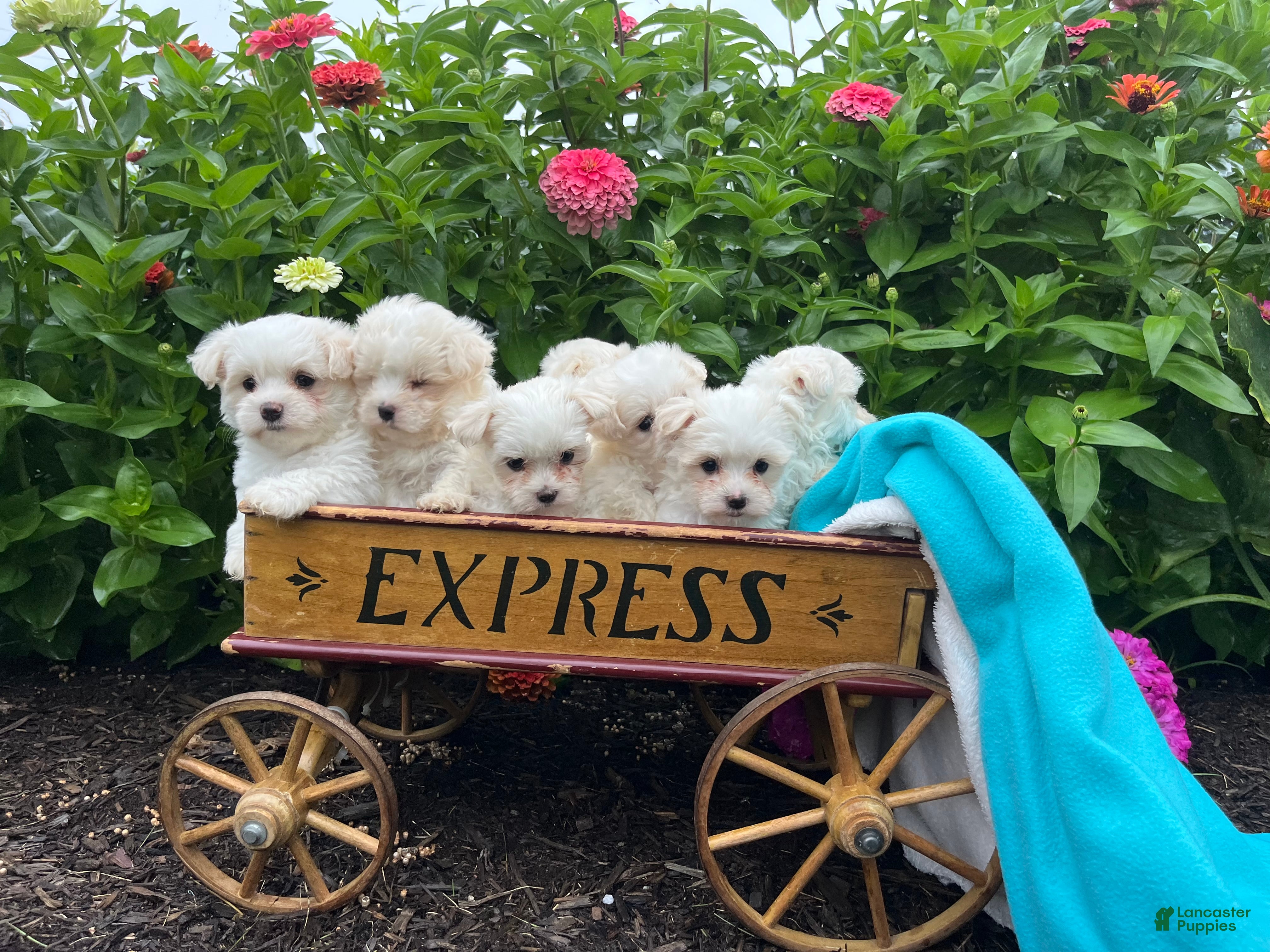 Maltese dogs Teddy ❤️AKC  5/6lb Parents🐾Text or call - Ad 2