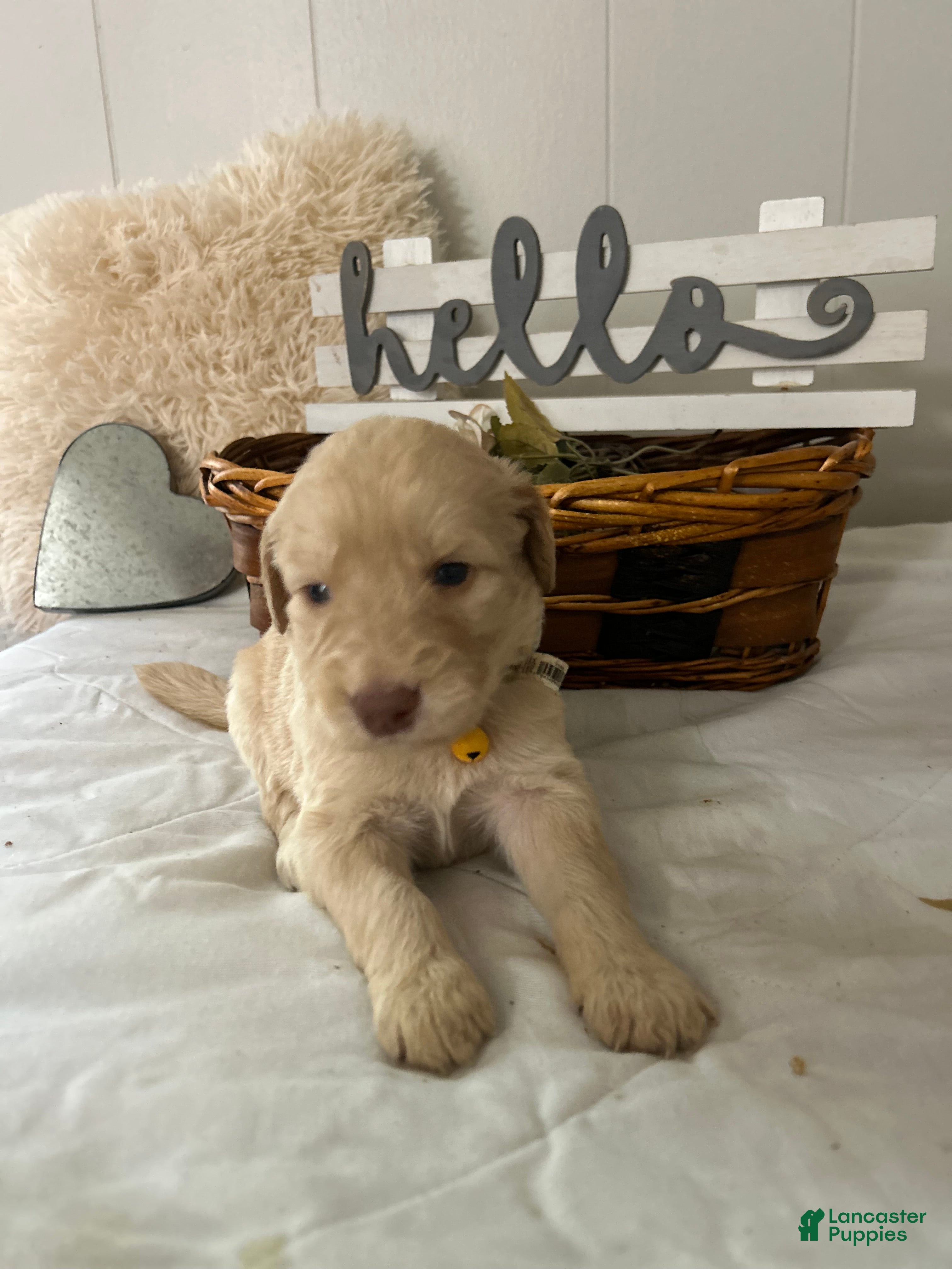 Goldendoodle dogs Goldendoodle Puppy 7 - Ad 11