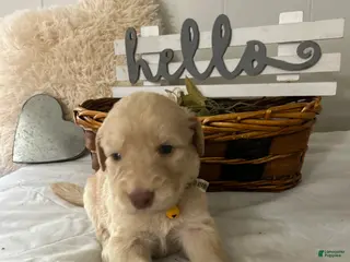 Goldendoodle dogs Goldendoodle Puppy 7 - Ad 11