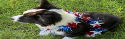 Welsh Corgi Cardigan dogs for sale: Ace FLUFFY - Ad 12