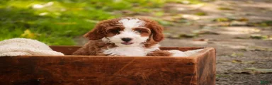 Bella Cavapoo 