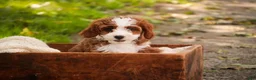 Cavapoo dogs for sale: Bella Cavapoo  - Ad 1