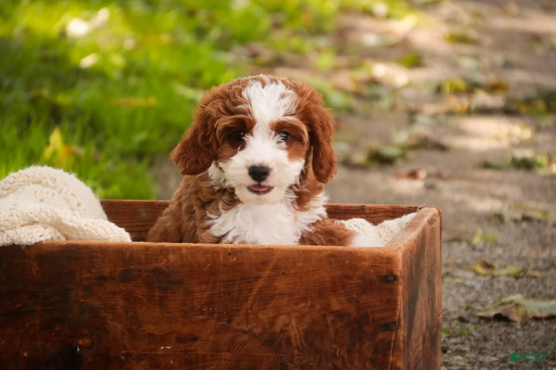 Cavapoo dogs for sale: Bella Cavapoo  - Ad 1