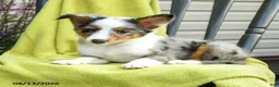 Shetland Sheepdog dogs for sale: Sterling - Ad 5