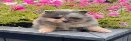 Pomeranian dogs for sale: Mario - Ad 5
