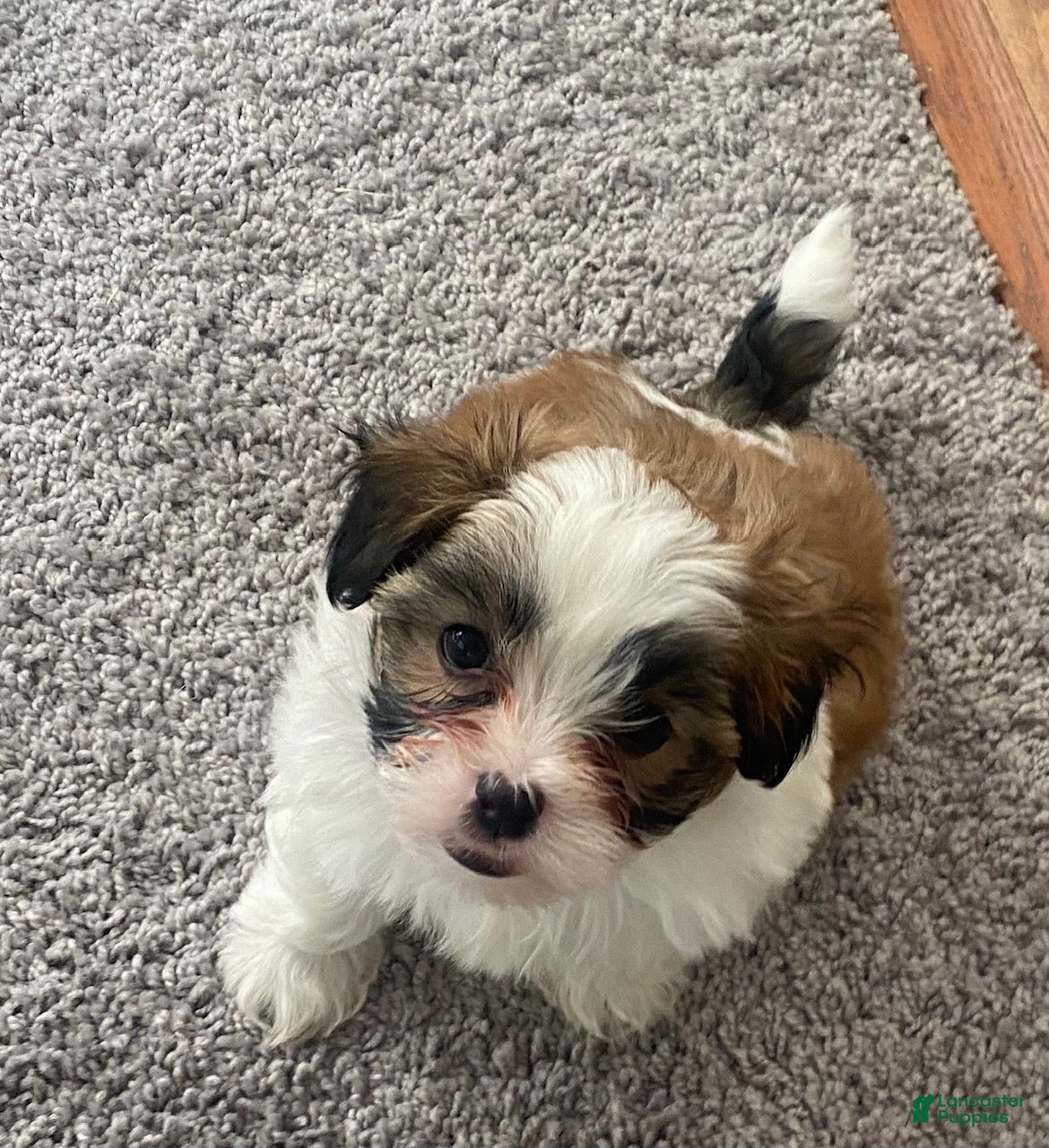 Teddy Bear dogs Teddy Bear 3 - Ad 1