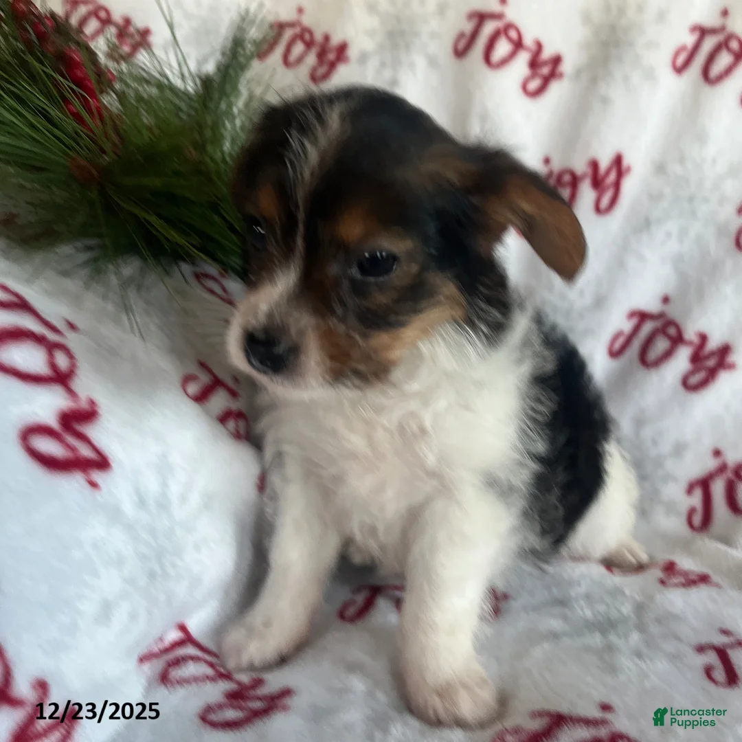 Yorkiepoo dogs for sale: Bear - Ad 9