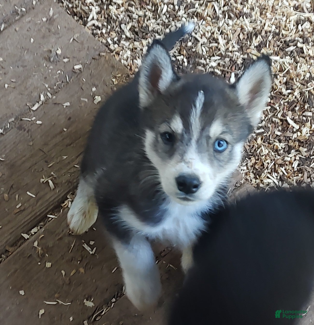 Siberian Husky dogs Sonya's female 3 - Ad 33