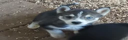 Siberian Husky dogs for sale: Sonya's female 3 - Ad 1