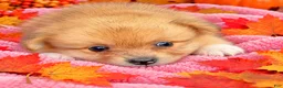 Pomeranian dogs for sale: Pomeranian 2Trevor - Ad 1