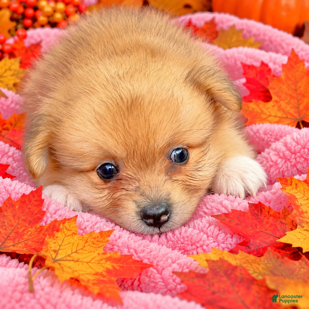 Pomeranian dogs for sale: Pomeranian 2Trevor - Ad 1