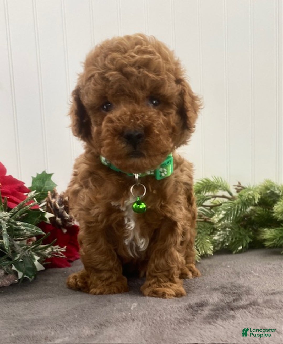Toy Poodle dogs for sale: Benji - Ad 1