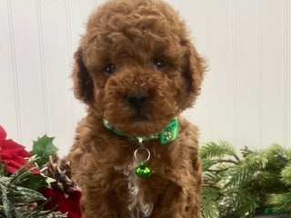 Toy Poodle dogs Benji - Ad 22