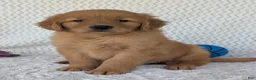 Golden Retriever dogs for sale: Charlie  - Ad 2