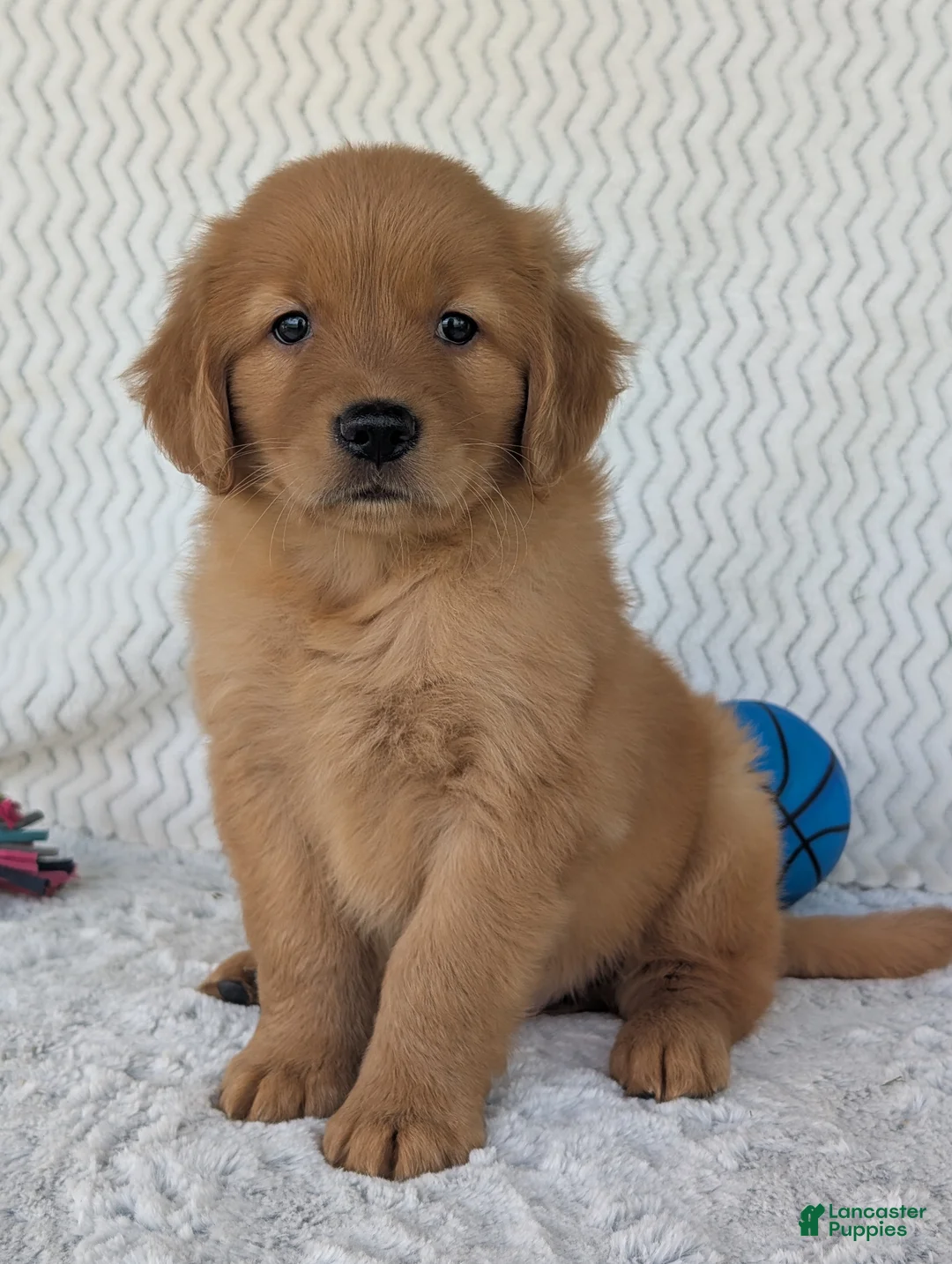 Golden Retriever dogs for sale: Charlie  - Ad 2