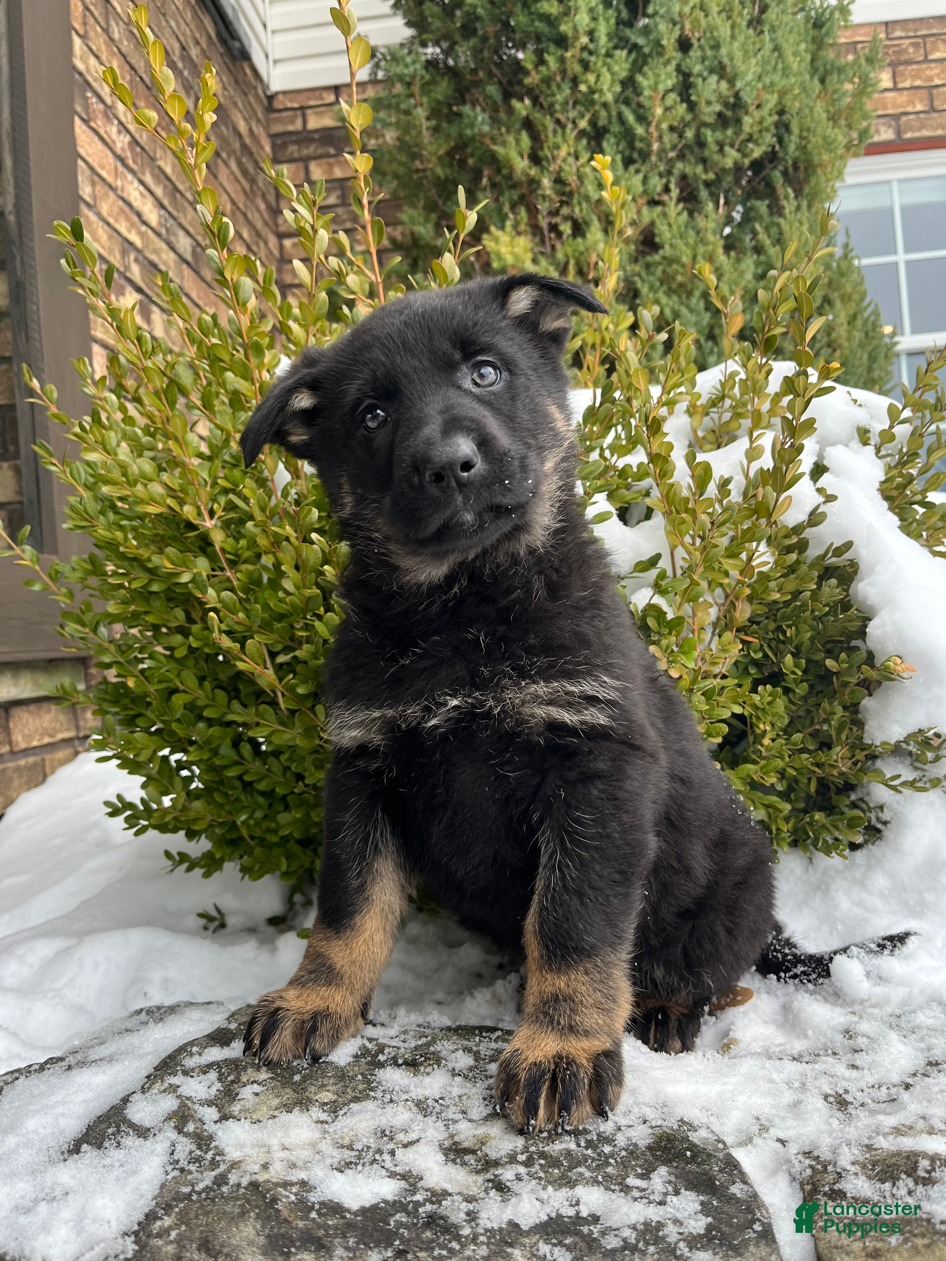 German Shepherd dogs Opal - Ad 2
