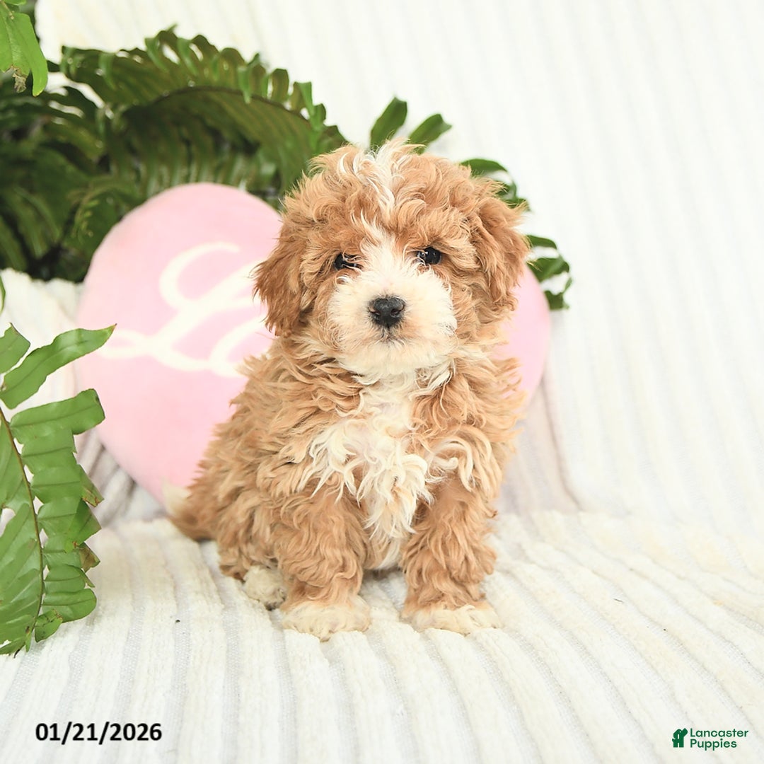 Mixed Breed dogs for sale: Lexis - Ad 1