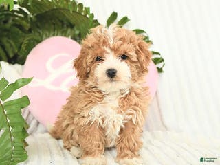 Mixed Breed dogs Lexis - Ad 16