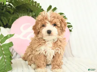 Mixed Breed dogs Lexis - Ad 35