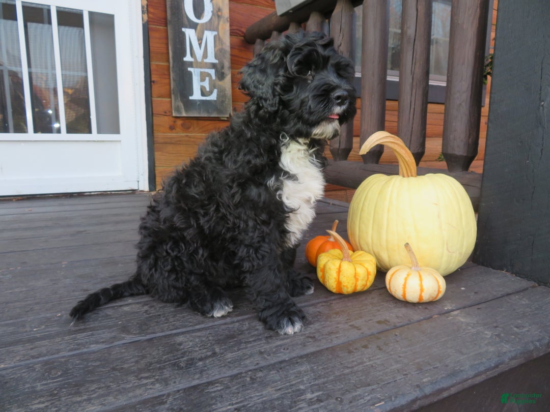 Portuguese Water Dog dogs for sale: Cody - Ad 13
