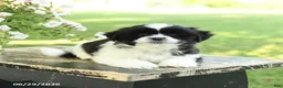 Shih Tzu dogs for sale: Skippy - Ad 5