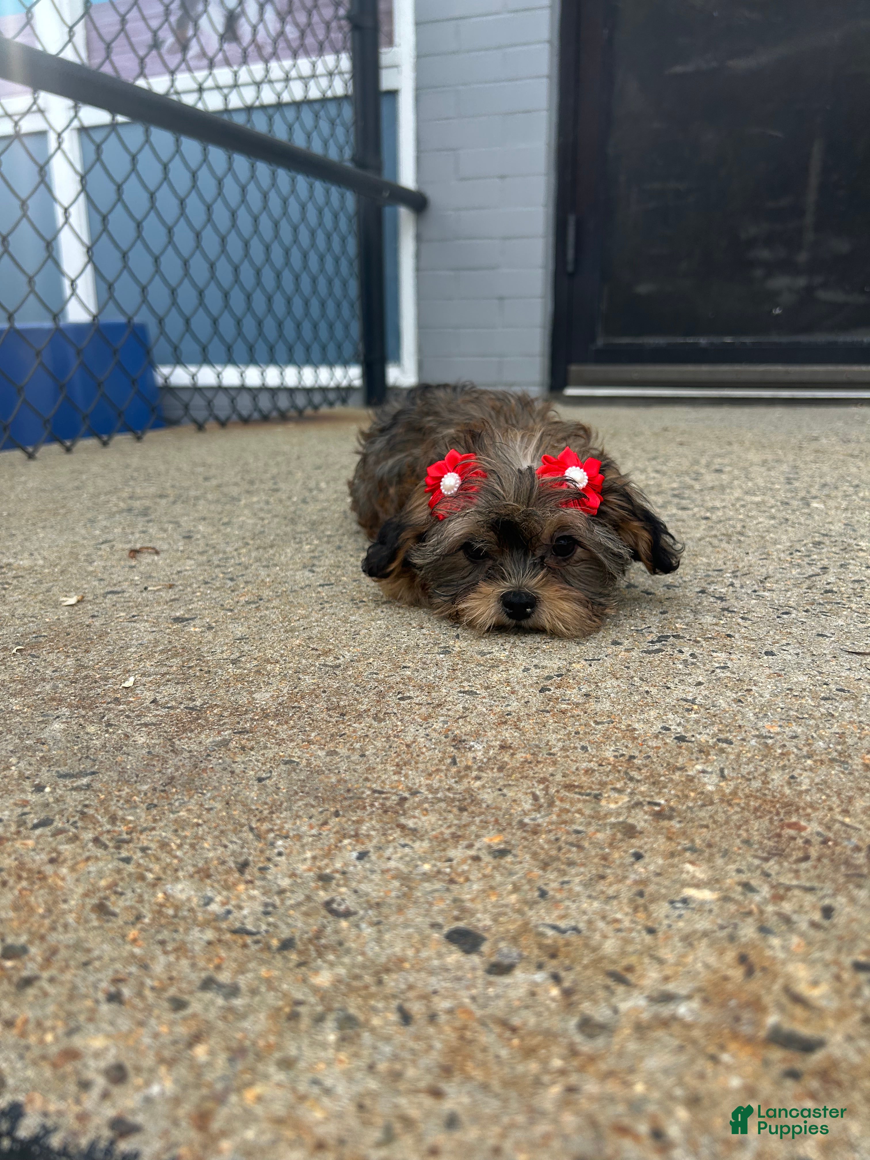 Shorkie dogs Shorkie Puppy 6 - Ad 21