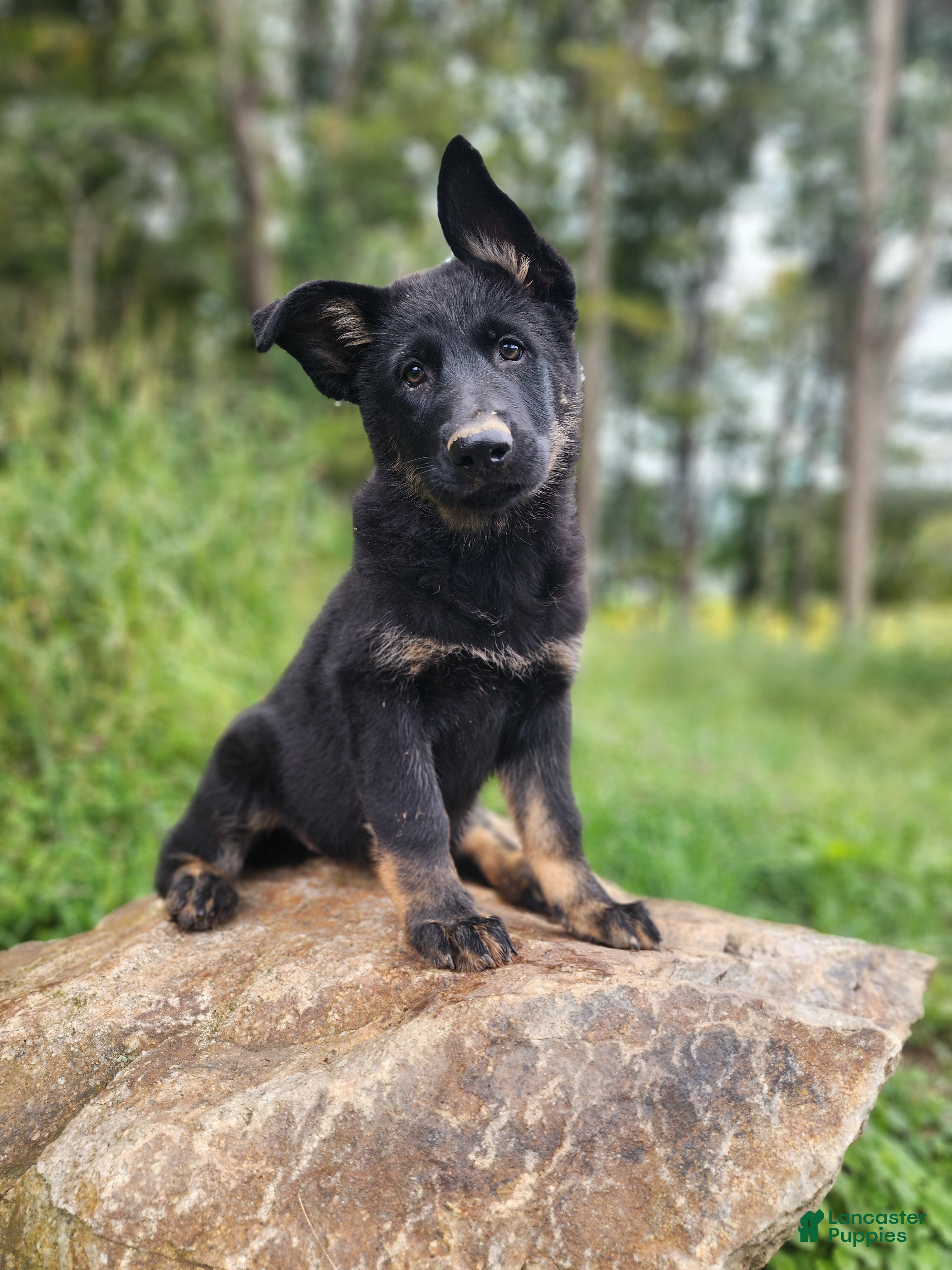 German Shepherd dogs  Timba - Ad 1