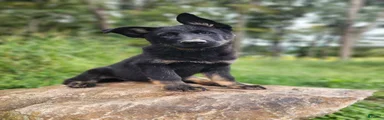  Timba