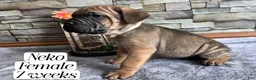 Cane Corso dogs for sale: Neko - Ad 1