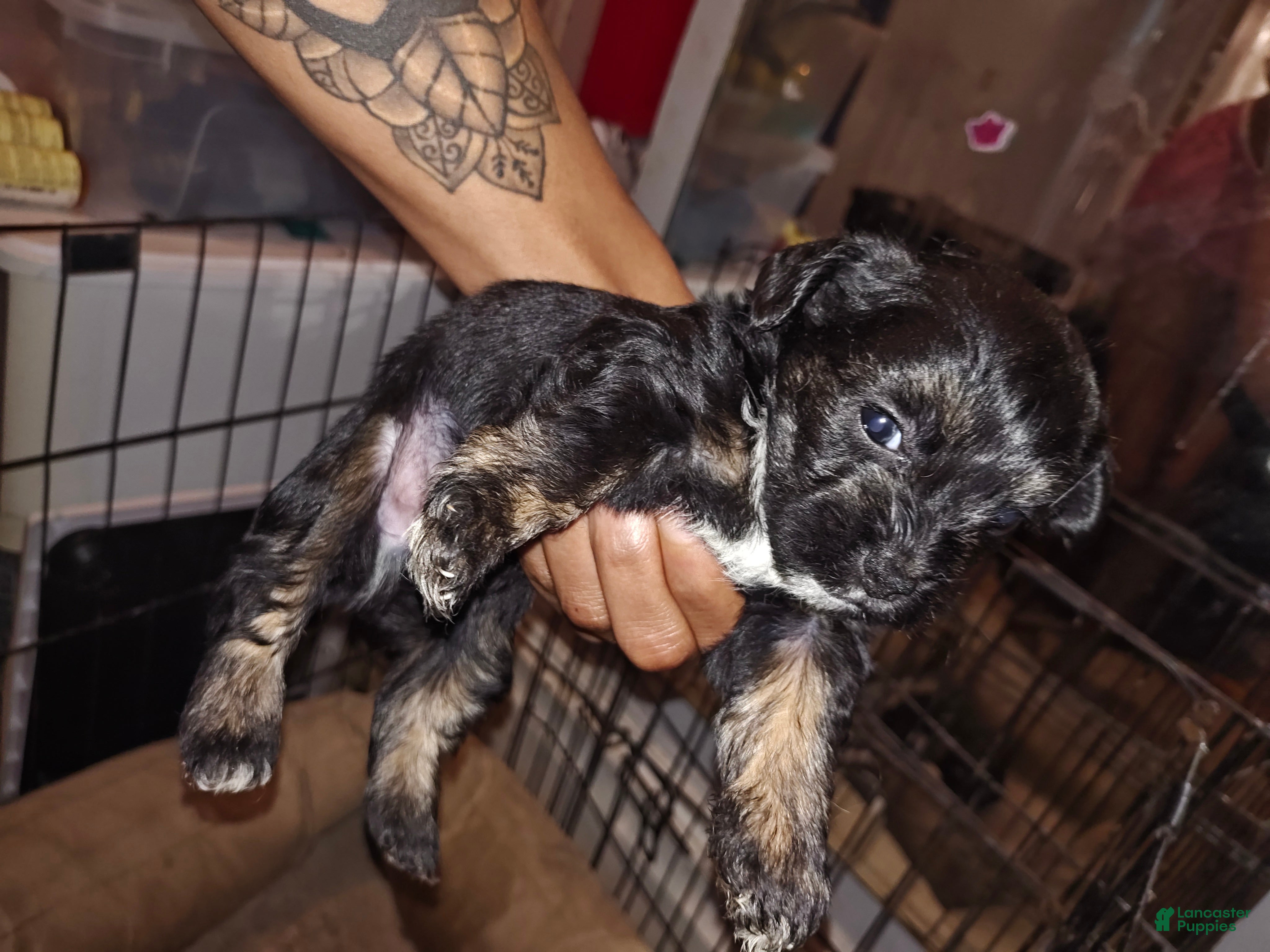 Mixed Breed dogs for sale: Mixed Breed 2 - Ad 12