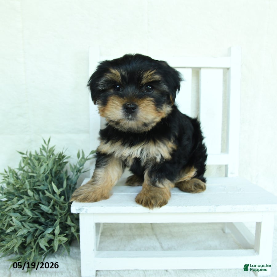 Yorkshire Terrier dogs for sale: Buster - Ad 1
