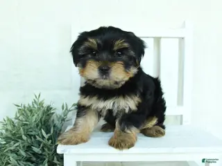 Yorkshire Terrier dogs for sale: Buster - Ad 1