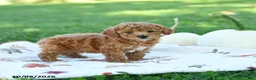 Toy Poodle dogs for sale: Cinnamon - Ad 2