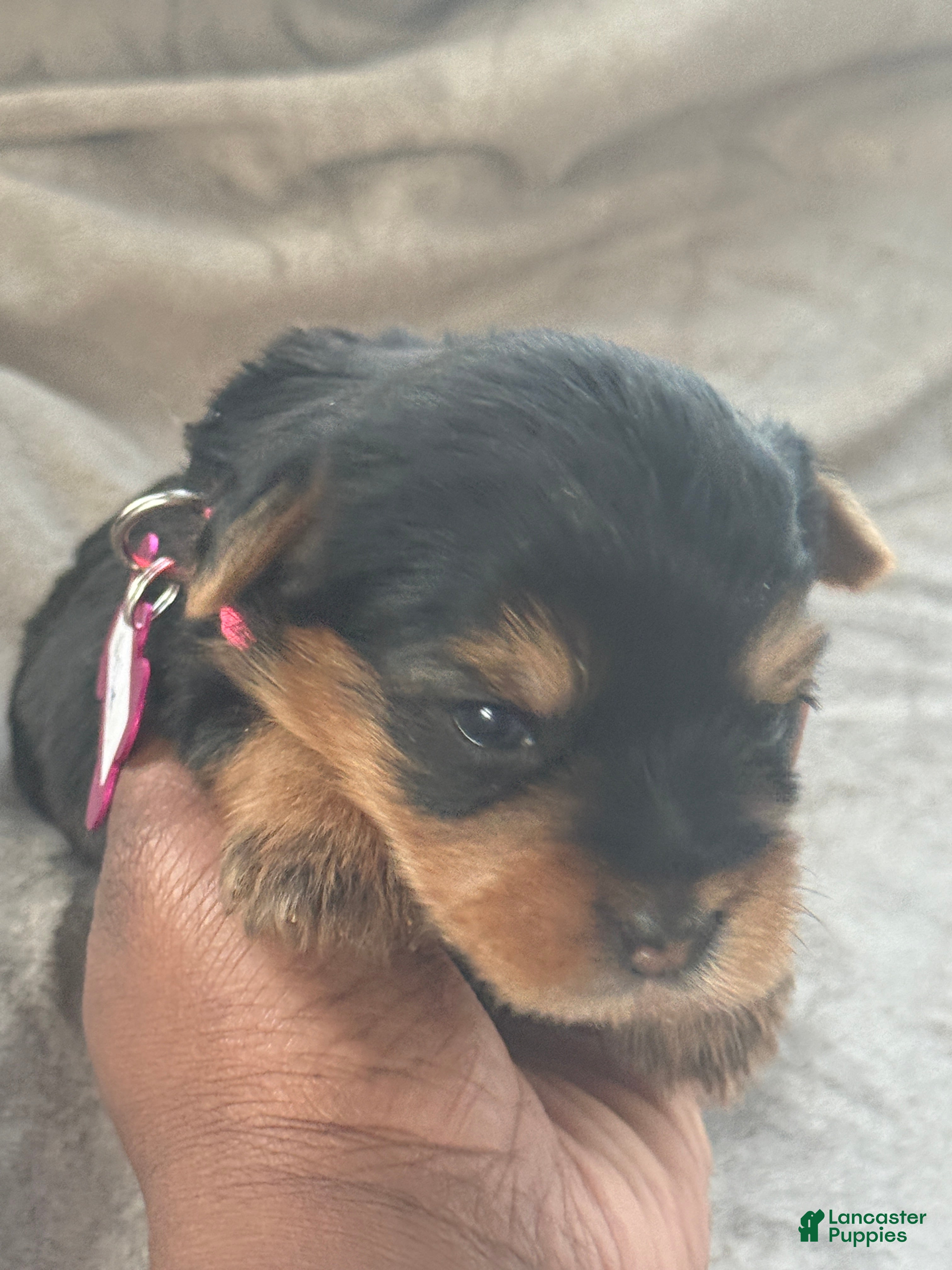 Yorkshire Terrier dogs Asia - Ad 3