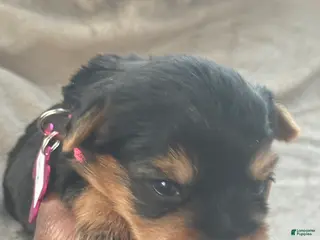 Yorkshire Terrier dogs Asia - Ad 3