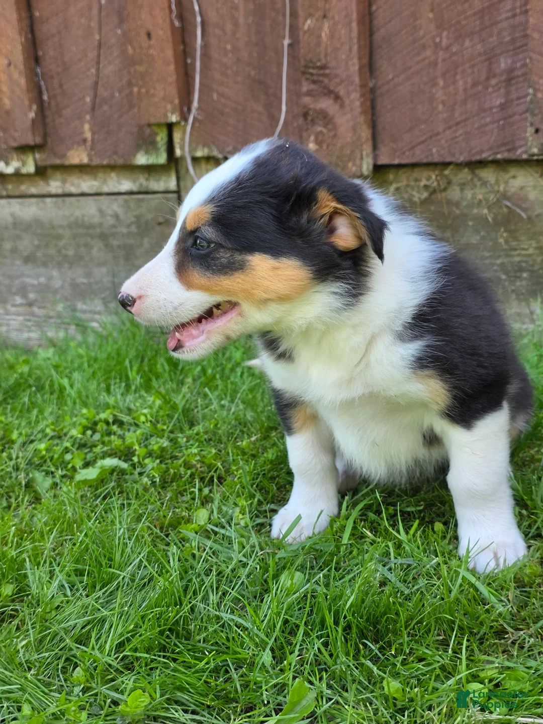 Border Collie dogs for sale: Holly - Ad 3
