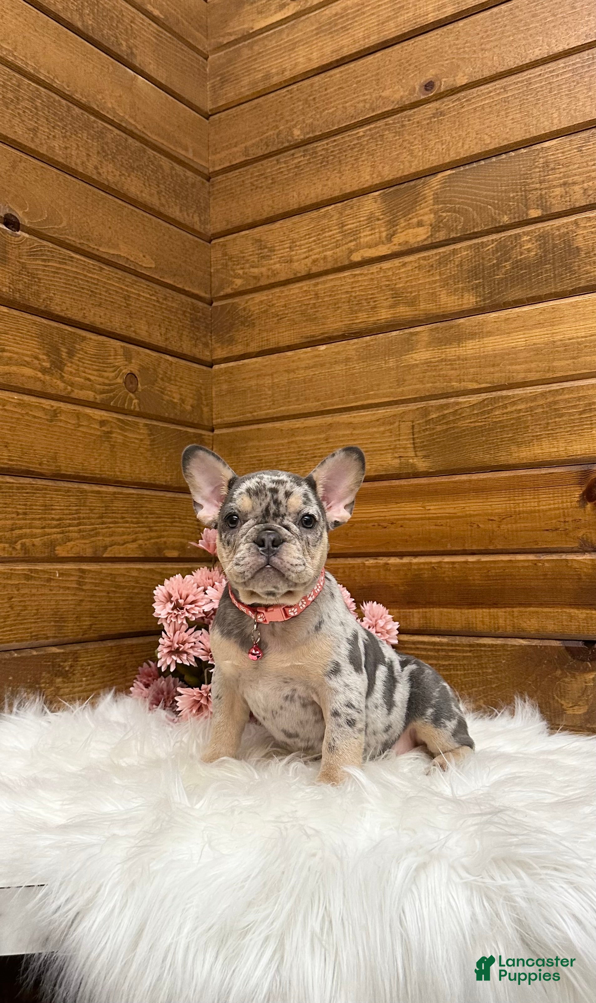 French Bulldog dogs Velvet - Ad 1