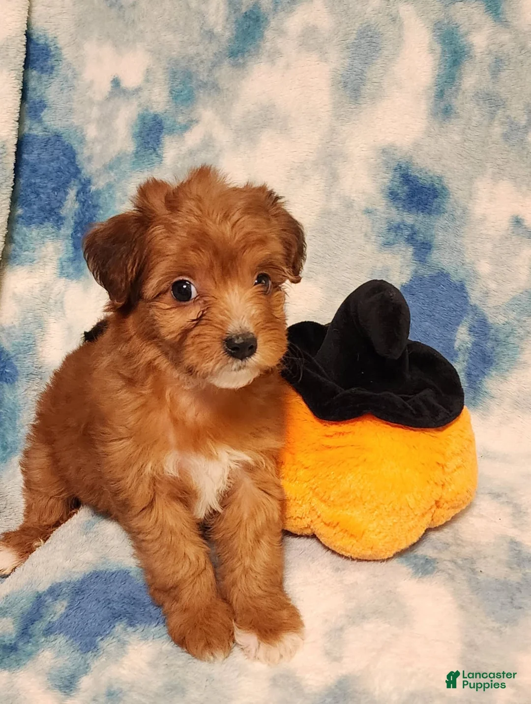 Gallery Image {{count}}