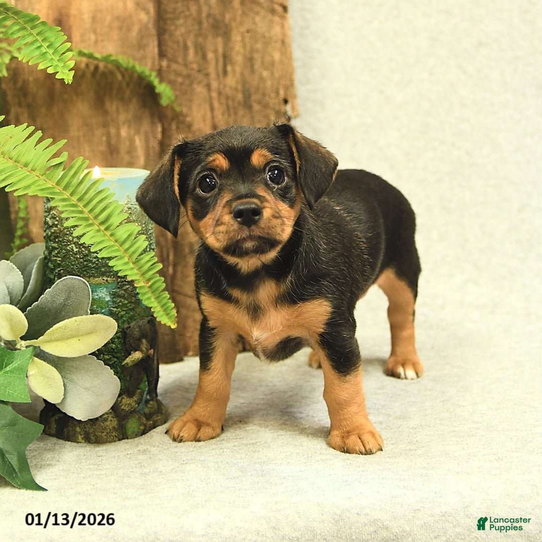 Mixed Breed dogs for sale: Lacey - Ad 5