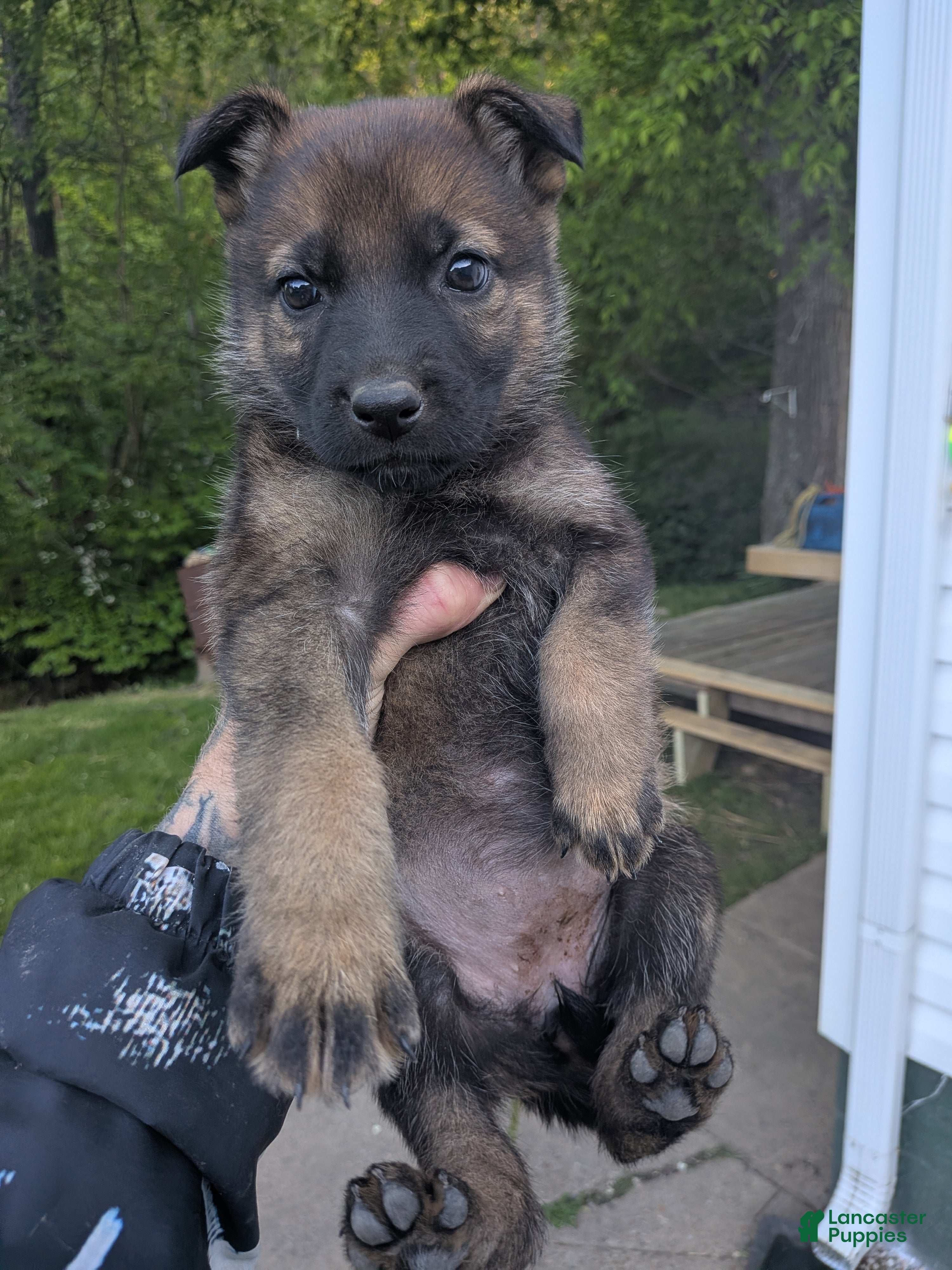 German Shepherd dogs for sale: German Shepherd Puppy 1 - Ad 1
