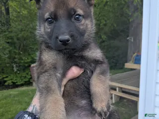 German Shepherd dogs for sale: German Shepherd Puppy 1 - Ad 1