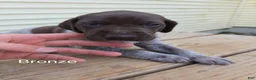German Shorthaired Pointer dogs for sale: Bronze  - Ad 4