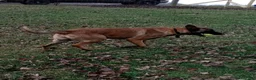 Belgian Malinois dogs for sale: Belgian Malinois 2 - Ad 10
