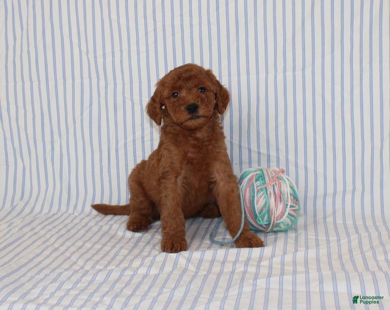 Mini Goldendoodle dogs Marvin - Ad 1